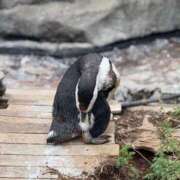 ヒメ日記 2025/06/16 19:01 投稿 渚白(なぎさ・はく) 浜松ニューハーフヘルスプラチナム