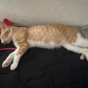 ヒメ日記 2025/06/14 22:16 投稿 せいら 美女のカタチ