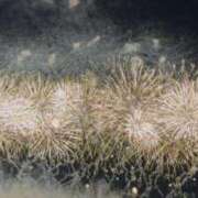 ヒメ日記 2025/08/08 18:20 投稿 みなみ 人妻熟女奉仕倶楽部