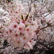 ヒメ日記 2026/04/09 12:09 投稿 みなみ 豊満奉仕倶楽部