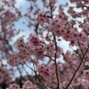 ヒメ日記 2025/04/09 12:24 投稿 かすみ 恋の履歴書