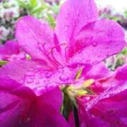 ヒメ日記 2025/05/01 07:34 投稿 かすみ 恋の履歴書