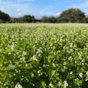 ヒメ日記 2025/10/08 22:45 投稿 かすみ 恋の履歴書