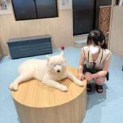 ヒメ日記 2026/02/09 20:02 投稿 ゆうり JAPAN CLUB BUNNY LOUNGE