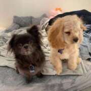 ヒメ日記 2026/01/25 12:37 投稿 れおな JAPAN CLUB BUNNY LOUNGE