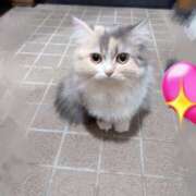 ヒメ日記 2025/09/25 18:42 投稿 あいさ JAPAN CLUB BUNNY LOUNGE