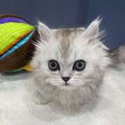 ヒメ日記 2025/10/01 22:43 投稿 あいさ JAPAN CLUB BUNNY LOUNGE