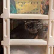 ヒメ日記 2025/10/05 22:18 投稿 あいさ JAPAN CLUB BUNNY LOUNGE