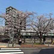 ヒメ日記 2026/03/30 11:33 投稿 かなの JAPAN CLUB BUNNY LOUNGE