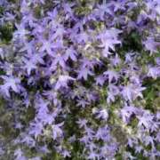 ヒメ日記 2025/05/27 20:40 投稿 みう チューリップ姫路店