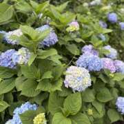 ヒメ日記 2025/06/10 11:34 投稿 まいな 錦糸町人妻セレブリティ（ユメオト）