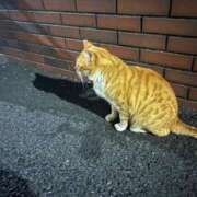 ヒメ日記 2025/06/21 21:21 投稿 るね MINT（ミント）