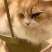 ヒメ日記 2026/04/23 07:42 投稿 かりん JAPAN CLUB BUNNY LOUNGE