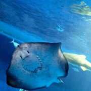 ヒメ日記 2025/08/17 09:56 投稿 りおな 大阪回春性感エステティーク谷九店