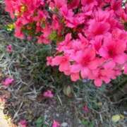 ヒメ日記 2025/06/06 15:25 投稿 ここ タレントCLUB