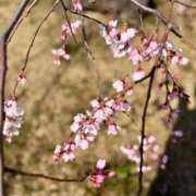 楓【カエデ】 桜🌸 LOVEキタ兎我野店