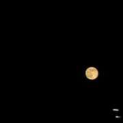 ひまり あした出勤ꉂꉂ📣 胡蝶蘭