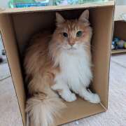 ヒメ日記 2025/06/02 07:16 投稿 あけび 熟女の風俗最終章 本厚木店