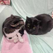 ヒメ日記 2025/06/05 07:04 投稿 あけび 熟女の風俗最終章 本厚木店