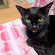 ヒメ日記 2025/10/03 08:13 投稿 あけび 熟女の風俗最終章 本厚木店