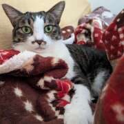 ヒメ日記 2025/10/08 05:59 投稿 あけび 熟女の風俗最終章 本厚木店