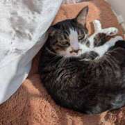 ヒメ日記 2025/12/01 06:03 投稿 あけび 熟女の風俗最終章 本厚木店