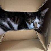 あけび おはようございますm(_ _)m 熟女の風俗最終章 本厚木店