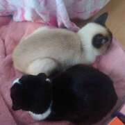 ヒメ日記 2026/01/19 07:11 投稿 あけび 熟女の風俗最終章 本厚木店