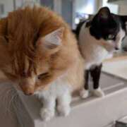 ヒメ日記 2026/01/29 07:21 投稿 あけび 熟女の風俗最終章 本厚木店