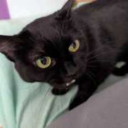 ヒメ日記 2026/04/08 07:01 投稿 あけび 熟女の風俗最終章 本厚木店