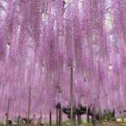 ヒメ日記 2025/04/21 16:40 投稿 とあ SUZUME