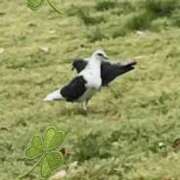 ヒメ日記 2025/04/27 16:50 投稿 とあ SUZUME