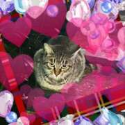 ヒメ日記 2025/06/07 17:00 投稿 とあ SUZUME