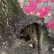 ヒメ日記 2025/07/08 16:59 投稿 とあ SUZUME