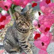 ヒメ日記 2025/08/20 22:19 投稿 とあ SUZUME