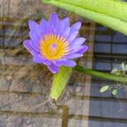 ヒメ日記 2025/04/06 10:55 投稿 ゆう Lolipop（ロリポップ）