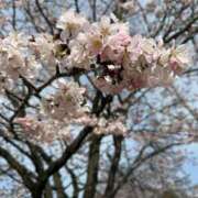 ヒメ日記 2025/04/21 13:26 投稿 ゆう Lolipop（ロリポップ）