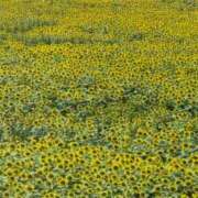 ヒメ日記 2025/08/26 12:27 投稿 ゆう Lolipop（ロリポップ）