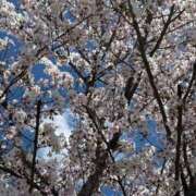 ヒメ日記 2026/04/08 11:26 投稿 ゆう Lolipop（ロリポップ）