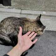 ヒメ日記 2026/06/30 20:13 投稿 ことり 王様のヘルス-人妻のおもてなし-