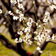 ヒメ日記 2025/04/04 14:12 投稿 新沼千乃 五十路マダム 仙台店