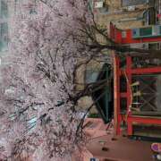 ヒメ日記 2025/04/06 13:06 投稿 新沼千乃 五十路マダム 仙台店