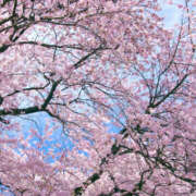 ヒメ日記 2025/04/10 12:22 投稿 新沼千乃 五十路マダム 仙台店