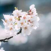 ヒメ日記 2025/04/13 12:32 投稿 新沼千乃 五十路マダム 仙台店