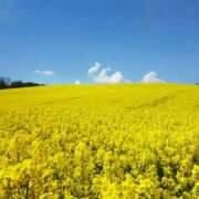 ヒメ日記 2025/04/30 13:16 投稿 新沼千乃 五十路マダム 仙台店