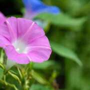 ヒメ日記 2025/08/01 13:16 投稿 新沼千乃 五十路マダム 仙台店