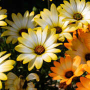 ヒメ日記 2026/03/27 13:58 投稿 新沼千乃 五十路マダム 仙台店