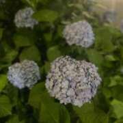 ヒメ日記 2025/05/29 15:56 投稿 西城みゆ 月の真珠-五反田-