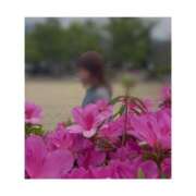 ヒメ日記 2025/04/26 11:36 投稿 桜 久留米デリヘルセンター