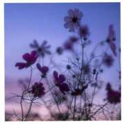 ヒメ日記 2025/06/13 09:16 投稿 桜 久留米デリヘルセンター